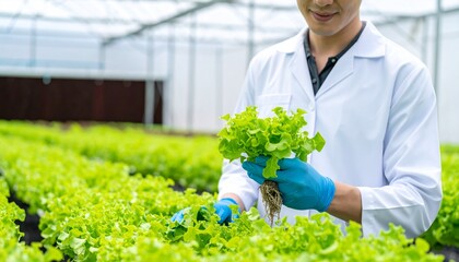 Scientist examining vibrant, fresh lettuce in modern greenhouse, ensuring quality for healthy eating and sustainable agriculture practices