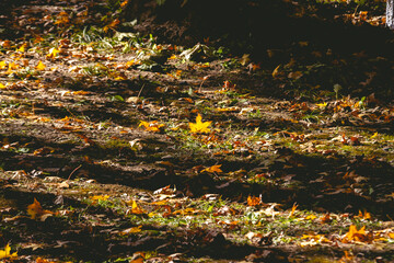 autumn leaves on the ground