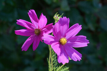 Obraz premium Pink cosmos flowers bloom in vibrant colors against a blurred green background during a sunny day