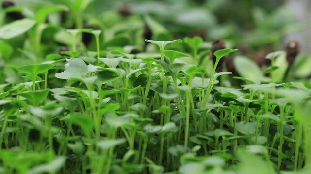 Super time lapse and close up of broccoli sprouts growing along other microgreens like kale, radish, mug beans, alfalfa, amaranth, sunflowers and more in light tent