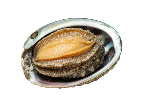 single fresh abalone isolated image