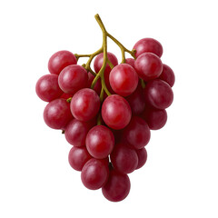 Fototapeta premium Fresh and juicy red grapes on a vine.