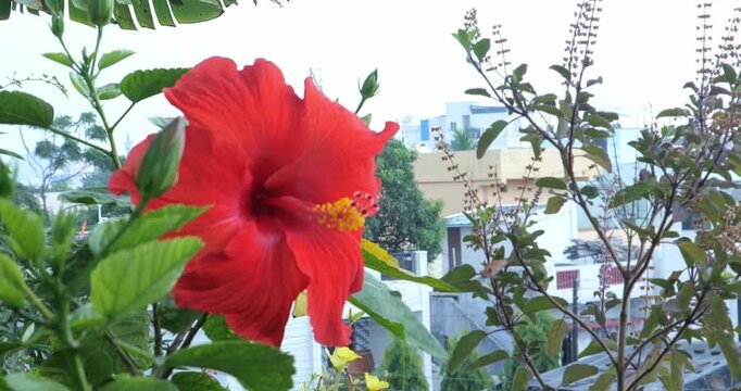 Red Hibiscus Flower Blooming | Closeup Tropical Floral Beauty
