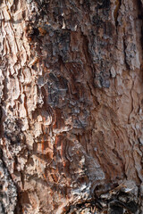 brown texture of rough tree bark material surface, vertical view
