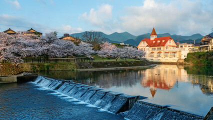 Siebold no Yu touching sunrise and sakura blossom along river, Saga © Blanscape
