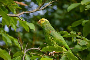 Close-up of yellow-headed Amazon parrot perched on walnut tree twig in natural light