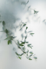 Soft green leaves behind frosted glass with natural light, minimal botanical background and calm organic mood