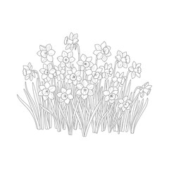 Fototapeta premium Sketch of daffodil flowers blooming, line art illustration design