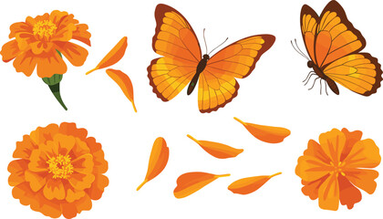 Marigold flowers with petals and butterflies, botanical illustration, vibrant orange color, nature theme, garden element, pollination concept, seasonal design