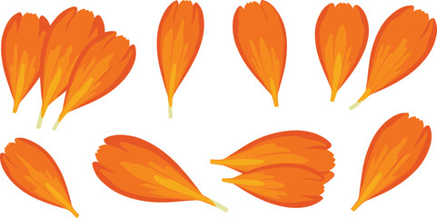 Orange yellow flower petals, gradient texture, botanical detail, natural shape, floral design, plant anatomy, vivid color, illustration asset, organic element