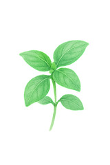 Fototapeta premium Watercolor Young Basil Plant with Four Emerald Leaves