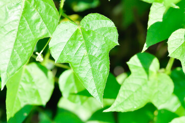 Fetid passionflower, foetida or Medthai, Passiflora or Passiflora foetida L or PASSIFLORACEAE or Scarletfruit or Stinking passion flower