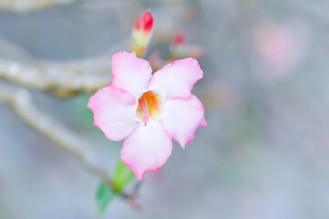 Adenium obesum , Desert rose or Mock Azalea or bignonia or Impala lily or APOCYNACEAE or pink Adenium