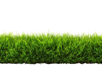 Lush green grass border against black (1)