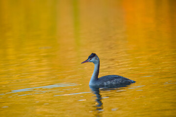 A great crested grebe gracefully floating on a lake surrounded by warm golden reflections of autumn light