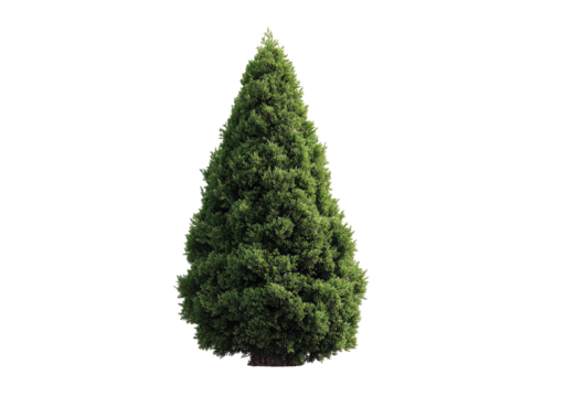 Isolated evergreen tree, vibrant green foliage, conical shape