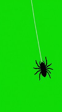 Creepy Spider Descending on a String for Halloween Fun.