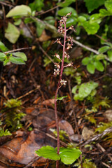Heartless Twayblade (Neottia cordata), flowering Orchid in dense forest, Northern California