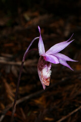 Flower of the Western Fairy Slipper orchid (Calypso bulbosa var. occidentalis) in natural habitat, Northern California