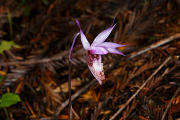Western Fairy Slipper orchid (Calypso bulbosa var. occidentalis) flowering in dense forest in Northern California