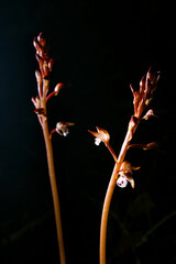 Spotted Coralroot (Corallorhiza maculata), orchid flowering in the forest of Northern California