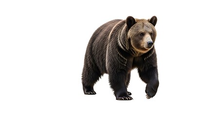 Large Grizzly Bear Strolling.