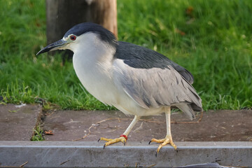 An elegant black-crowned night heron stands still. Its gray and white plumage creates a stunning contrast against the soft background.