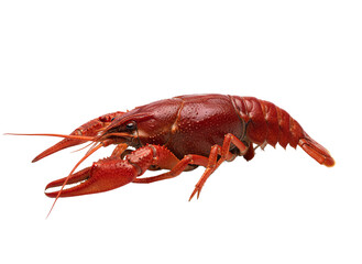 ingle fresh red crawfish isolated on transparent