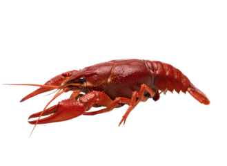 ingle fresh red crawfish isolated on transparent