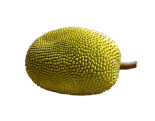 Fresh Green Jackfruit with Natural Surface and Soft Highlights – High-End Realistic Transparent PNG for Product Branding and Design Use