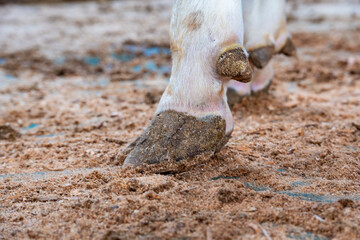 Obraz premium Hooves of a cow with signs of inflammation on a dairy farm.