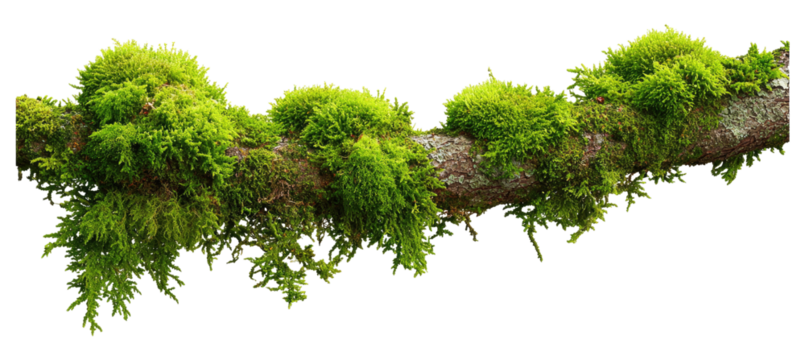 Lush green moss clings to a branch