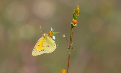 Clouded Yellow (Colias crocea) This is a charming butterfly species common in Türkiye.