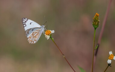 Brown-veined White (Belenois aurota) is a lovely species seen in the Southeastern Anatolia Region of Türkiye in October and November.
