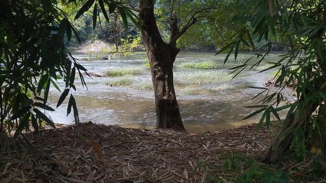 Calm Clear Stream with Tree on Bank and Green Bamboo Leaves in Foreground 