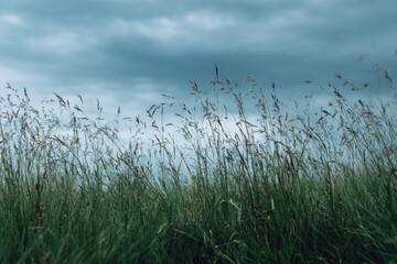 Field of grass swaying under a cloudy sky before a rainstorm at dusk