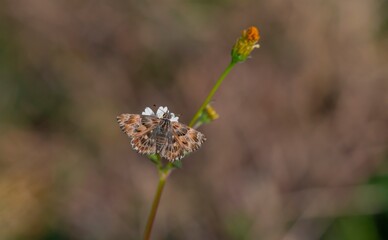 Mallow Skipper (Carcharodus alceae) is a cute butterfly species common in Türkiye.