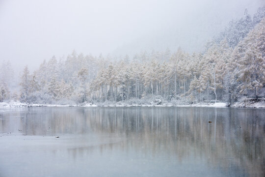 The Snow are falling in the autumn forest at bipenggou scenic area in Chengdu, Chaina - Powered by Adobe