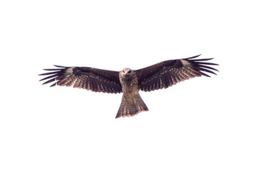 Black Kite are filying over the sky isolate on white