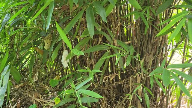 Smooth panning footage of thick small bamboo trees with lush green leaves in a rural village environment