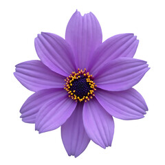 Obraz premium Vibrant Purple Flower with Bright Yellow Center Isolated on Transparent Background