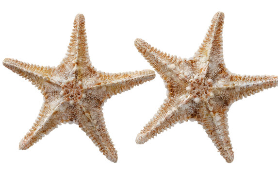 Two starfish, light beige, close-up