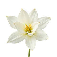 Obraz premium White Flower Blooming with Yellow Stamen on Transparent Background