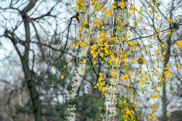 Trunks of white birches on a cloudy autumn day in a city park.