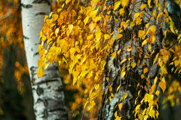 Trunks of white birches on a cloudy autumn day in a city park.