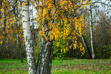 Trunks of white birches on a cloudy autumn day in a city park.