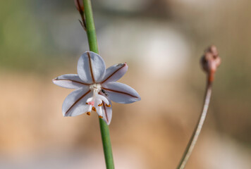 Flowers of Hollow-stemmed asphodel, Asphodelus fistulosus. It is native to the Mediterranean region, and an invasive exotic weed in the United States. Photo taken in Santa Pola, Alicante, Spain