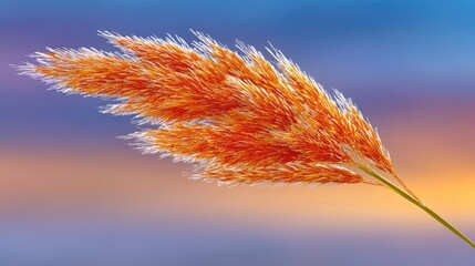 Close up Of A Rusty Orange Ornamental Grass Plume Against A Soft Blue And Yellow Gradient Sky At Dusk