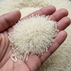 Close up of a hand holding a pile of uncooked long grain rice