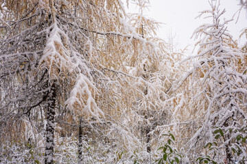 The Snow are falling in the autumn forest at bipenggou scenic area in Chengdu, Chaina